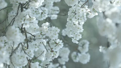 Delicate White Cherry Blossoms Blooming On A Tree Branch - Spring Stock Footage 345416174
