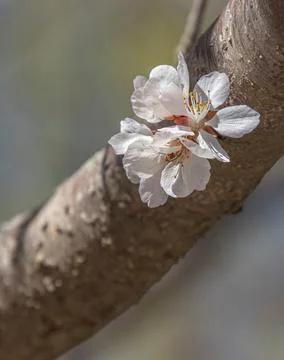 Delicate white cherry blossoms blooming on a tree branch Stock Photos