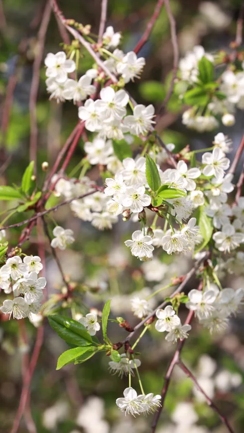 Delicate White Cherry Blossoms On Branches Gently Swaying In The Spring Breeze.  Stock Footage 314505609