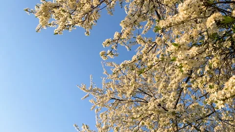 Delicate White Cherry Blossoms Stock Footage 331636100