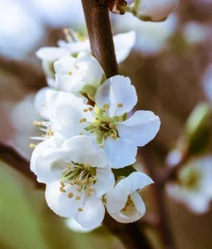 Delicate white cherry blossoms Stock Photos