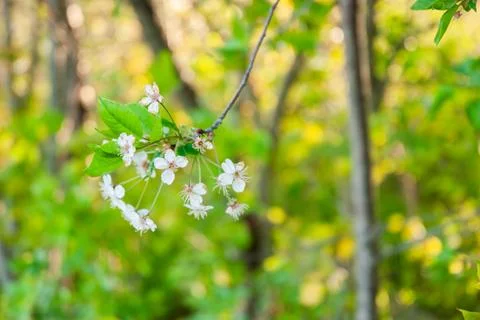 Delicate white cherry blossoms resting on a branch amidst lush green foliag.. Stock Photos
