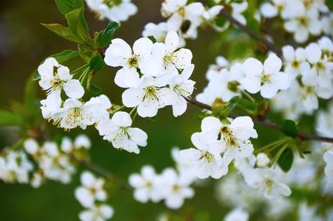 Delicate White Cherry Blossoms in Spring Stock Photos