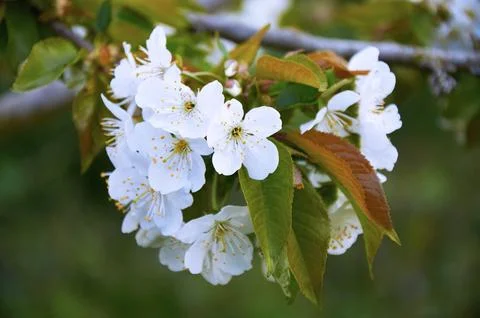 Delicate White Cherry Blossoms in Spring Stock Photos