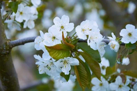 Delicate White Cherry Blossoms in Spring Stock Photos
