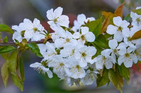 Delicate White Cherry Blossoms in Spring Stock Photos