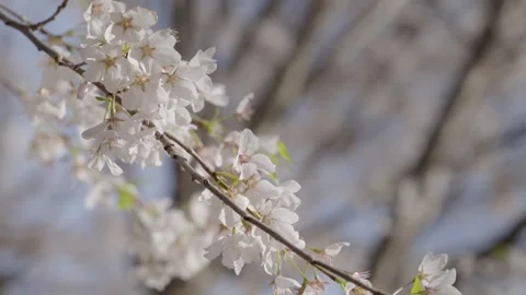 Delicate white cherry blossoms swaying gently on tree branch in soft sunlig.. Stock Footage 337749657