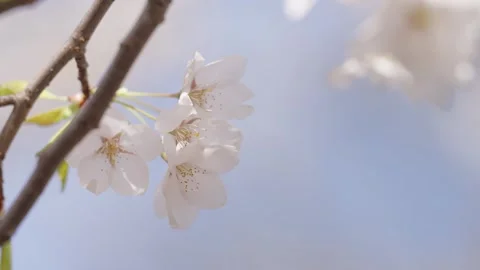 Delicate white cherry blossoms swaying gently on tree branch against soft b.. Stock Footage 337749730