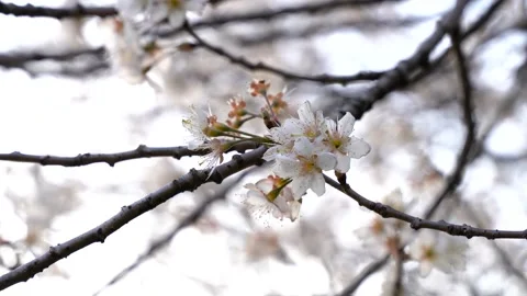 Delicate White Cherry Blossoms Swaying Gently on Tree Branches in Springtime Stock Footage 341951465