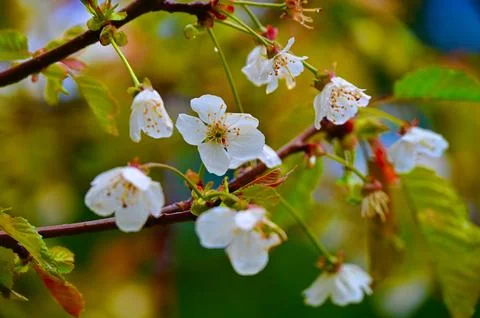 Delicate White Cherry Blossoms on Tree Branches Photos