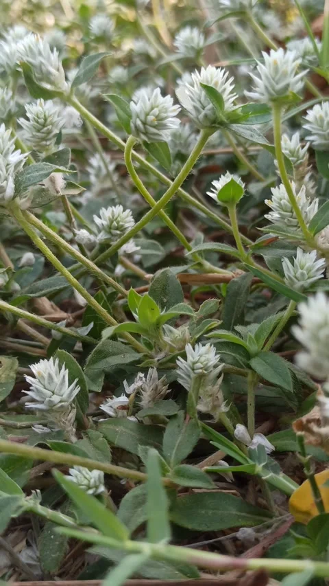 Delicate White Clover Flowers in Bloom Video stock 255085322