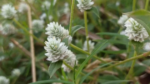 Delicate White Clover Flowers in Bloom Video stock 255085324