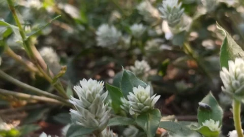 Delicate White Clover Flowers in Bloom Video stock 255085357