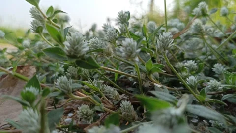 Delicate White Clover Flowers in Bloom Video stock 255085366