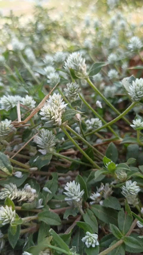 Delicate White Clover Flowers in Bloom Stock Footage 255085384