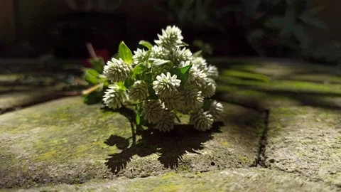 Delicate White Clover Flowers in Bloom Stock-Footage 310474969