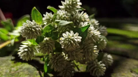 Delicate White Clover Flowers in Bloom Stockbeeldmateriaal 310475071