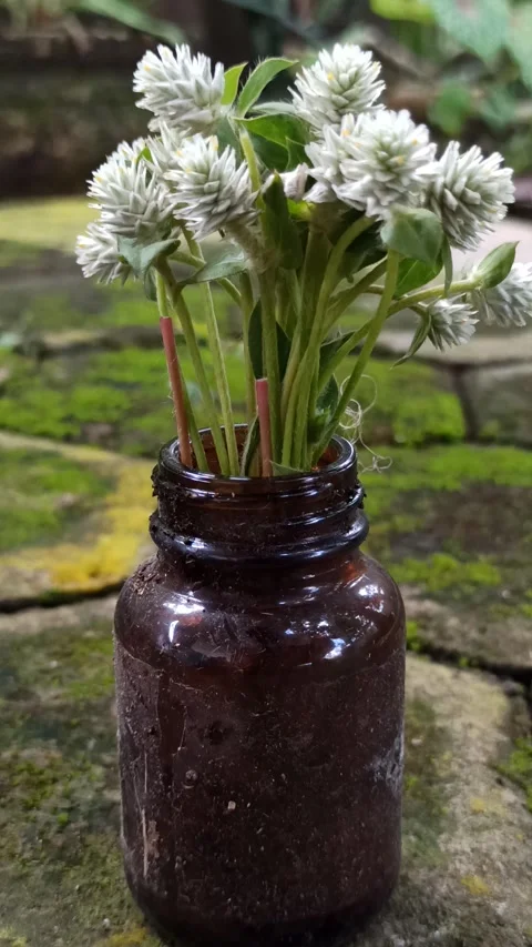 Delicate White Clover Flowers in Bloom Stockbeeldmateriaal 310475269