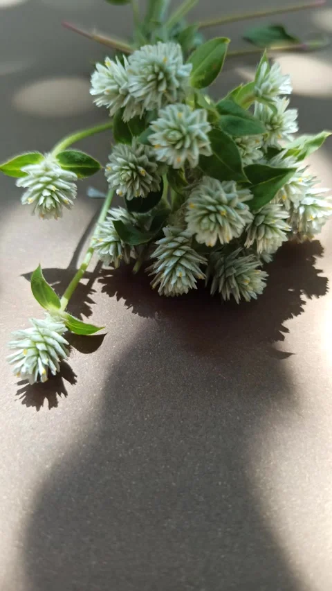 Delicate White Clover Flowers in Bloom Vídeo Stock 310475585