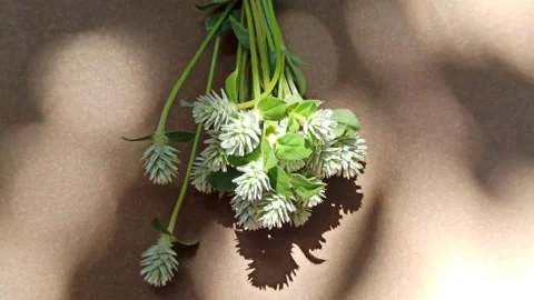 Delicate White Clover Flowers in Bloom Stockbeeldmateriaal 310475613