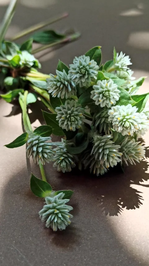 Delicate White Clover Flowers in Bloom Vídeo Stock 310475638