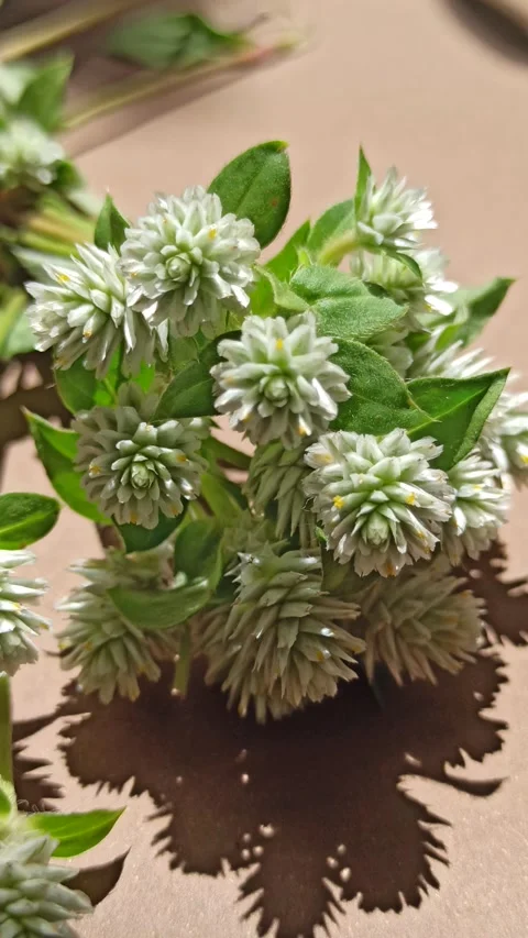 Delicate White Clover Flowers in Bloom Stock Footage 310475657
