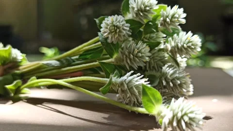 Delicate White Clover Flowers in Bloom Vídeo Stock 310475670