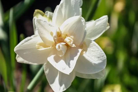 Delicate white daffodil flower with ruffled petals blooming in spring sunligh Stock Photos