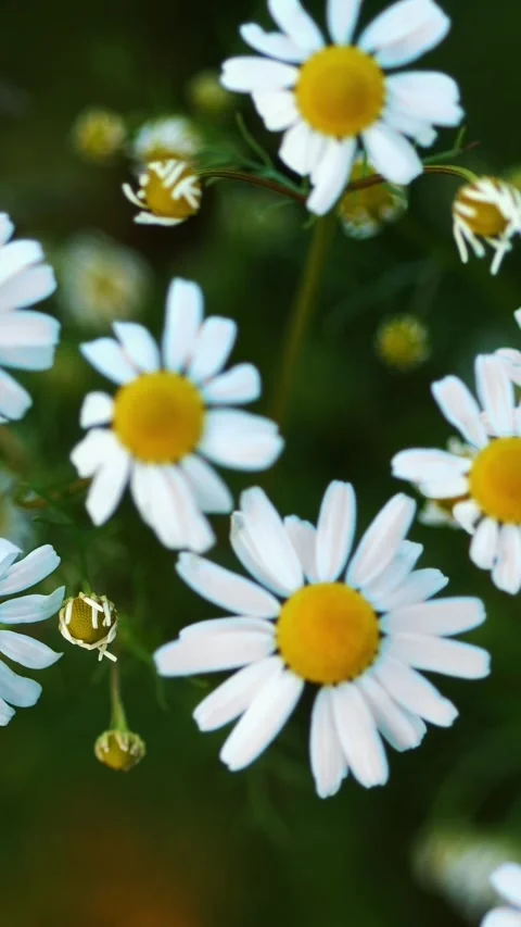 Delicate white daisies with bright yellow centers on blurred green background in Stock Footage 316464428