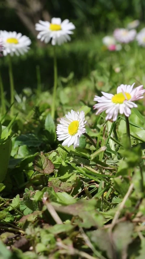Delicate white daisies swaying gently in lush green grass on a sunny day Stock Footage 309856628