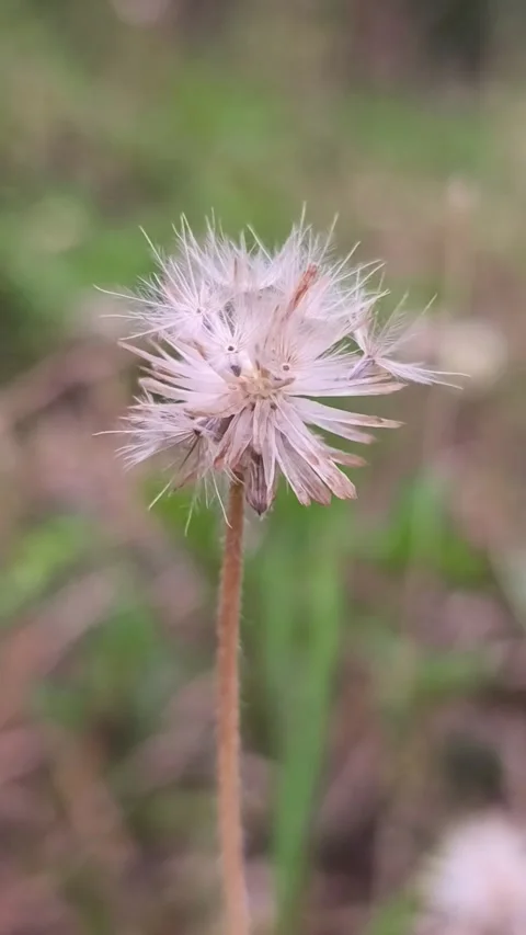 Delicate White Dandelion Seed Head in Natural Background Stock Footage 343988975