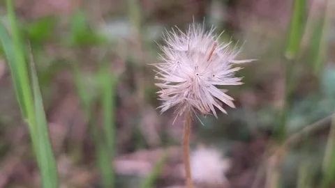Delicate White Dandelion Seed Head in Natural Background Stock Footage 343988997