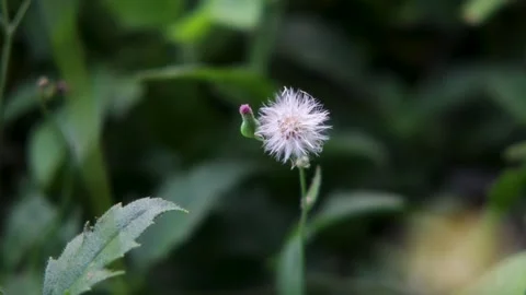 Delicate white dandelion seed head standing elegantly in a lush green natur.. Stock Footage 344766653