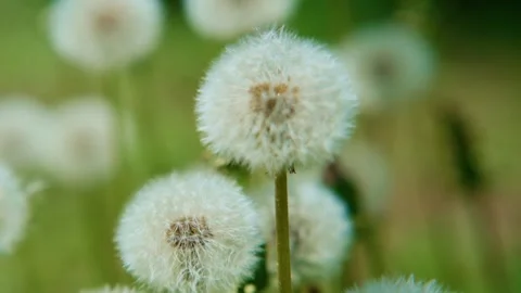 Delicate white dandelion seed heads float in soft sunlight Stock Footage 331520013