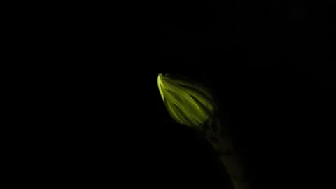 Delicate White decorative Flower Time lapse of Blooming Echinopsis Cactus Vidéo 153646021