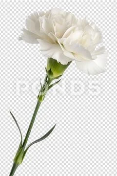 Delicate white dianthus flower with fringed petals PSD Template