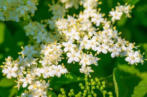 Delicate white elderflower clusters bloom vibrantly against a lush green ba.. Photos