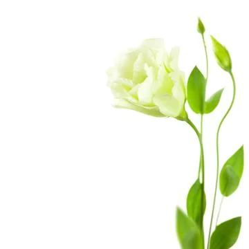 Delicate white eustoma (lisiantus) flower with leaves and buds Stock-Fotos