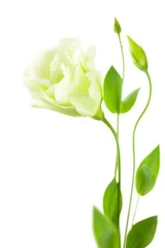 Delicate white eustoma (lisiantus) flower with leaves and buds Stock Photos