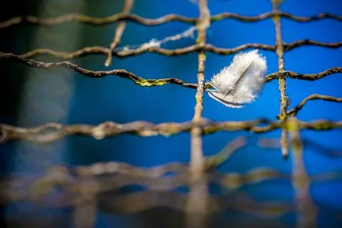 Delicate White Feather Caught on Wire Fence with Soft Blue Bokeh Background.. Stock Photos