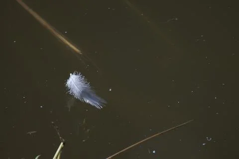 Delicate white feather floats gently on dark, still water surface Stock Photos