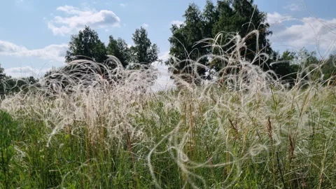 Delicate white feather grass waving softly, verdant trees framing azure sky Stock Footage 315046521