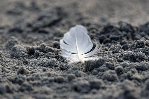 Delicate white feather resting on sandy surface beside water's edge Stock Photos