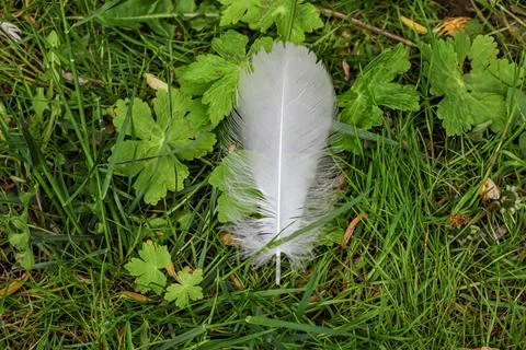 Delicate white feather rests on lush green grass with small leaves Stock Photos