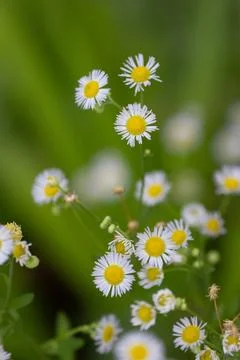 Delicate White Fleabane Daisies Blooming in a Green Field Stock Photos