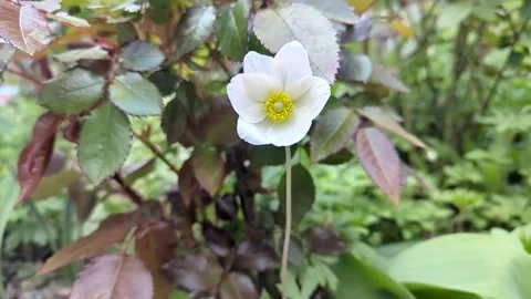 Delicate white flower blooming in a garden Stock Footage 341282007