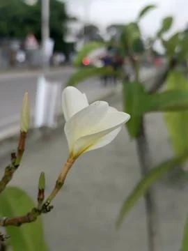 Delicate white flower bud opens gently in soft natural light close up photo Stock Photos