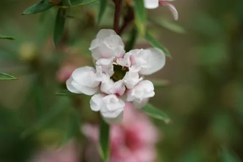 Delicate White Flower Close Up Macro Nature Photography Foto stock