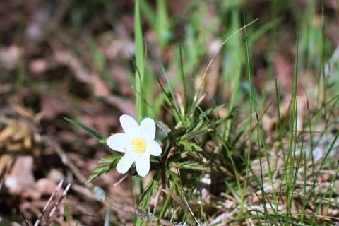 Delicate white flower close up in spring Stock Photos
