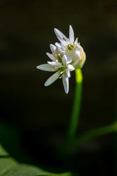 Delicate white flower in the forest. 库存照片